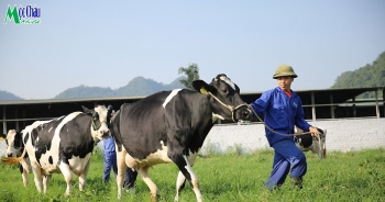 Mộc Châu Milk báo lãi gần 80 tỷ đồng quý I/2022 sau khi sáp nhập vào Vinamilk