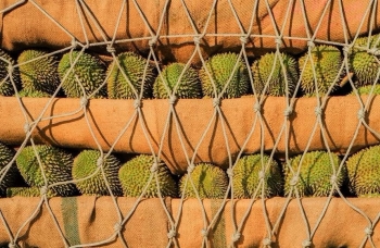 Sầu riêng Thái Lan đối mặt với ‘đối thủ nội địa Trung Quốc'