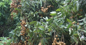 Hưng Yên nỗ lực đưa sản phẩm nhãn đến bàn ăn các gia đình