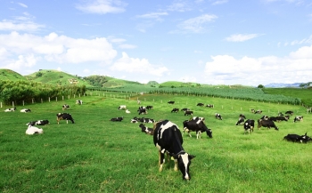 Sữa Mộc Châu muốn niêm yết 110 triệu cổ phiếu lên sàn HoSE