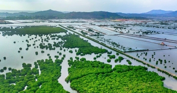 Giảm phát thải khí nhà kính từ việc phục hồi rừng ngập mặn